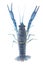 Blue crayfish isolated on a white background.