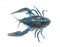 Blue crayfish on white, top view. Freshwater crustacean