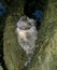 BLUE CREAM PERSIAN DOMESTIC CAT, ADULT STANDING IN TREE