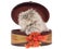 Blue cream tortie Persian kitten in gift box