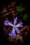 Blue Crested Dwarf Iris Wildflower - Cumberland Gap National Historical Park - Kentucky