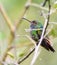 Blue-crested Hummingbird