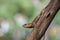 Blue crested lizard camouflaging on a wood