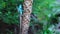 Blue-crested lizard stand on a papaya tree