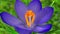 Blue crocus flower blooming