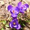 Blue crocus flowers