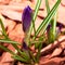 Blue crocus flowers