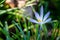 Blue crocus with vibrant orange stamen growing through blades of grass. Wild spring flower brightly lit by sunlight in spring.