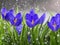 Blue crocuses during a rainstorm