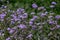 Blue Crofton Weed flower fully blooms at Gangtok in Sikkim. It is also known as Mistflower, Mexican Devil, botanically known as