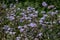 Blue Crofton Weed flower fully blooms at Gangtok in Sikkim. It is also known as Mistflower, Mexican Devil, botanically known as