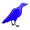Blue crow icon isometric vector. Raven bird