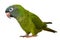 Blue Crown Conure