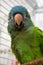 Blue Crown Conure