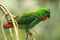 Blue-crowned hanging parrot