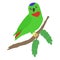 Blue Crowned hanging Parrot - Bird of Indonesia Vector