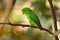 Blue-crowned hanging parrot, Loriculus galgulus, bird Barma, Thailand, Indonesia. Green parrot sitting on the tree branch in the