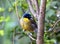 A blue-crowned laughingthrush, Garrulax courtoisi, perched on a tree. This small songbird, from Jiangxi, China, is now critically