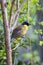 A blue-crowned laughingthrush perched on a tree. This small songbird, indigenous to Jiangxi, China, is now critically endangered