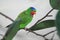 Blue-crowned lorikeet