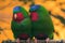 Blue-crowned lorikeet