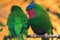 Blue-crowned lorikeet