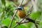 Blue Crowned Mot Mot bird, Tobago