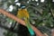 Blue crowned motmot