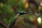 Blue-crowned motmot bird also called Momotus momota