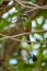 Blue-crowned motmot bird front view