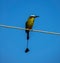 Blue-crowned motmot bird front view against blue sky