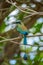 Blue-crowned motmot bird rear view