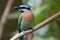 Blue-crowned Motmot (Central and South America) (Generative AI)