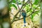 Blue-crowned Motmot (Momotus momota) perched in teh shade of a tree, taken in Costa Rica