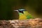 Blue-crowned Motmot, Momotus momota, portrait of nice big bird wild nature, beautiful coloured forest background, art view, Panama