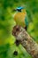 Blue-crowned Motmot, Momotus momota, portrait of nice big bird wild nature, beautiful coloured forest background, art view, Panama