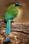 Blue-crowned Motmot, Momotus momota, portrait of nice green and yellow bird, wild nature, animal in the nature forest habitat, Cos