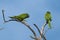 Blue crowned Parakeet, La Pampa Province