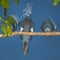 Blue crowned pigeon bird in indonesia