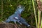 Blue crowned pigeon bird in indonesia