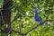 Blue crowned pigeon bird in indonesia