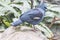 Blue Crowned Pigeon, Columbidae