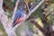 Blue-crowned Trogon, Trogon Curucui, bird in family Trogonidae, Buraco Das Araras, Pantanal, Brazil