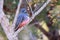 Blue-crowned Trogon, Trogon Curucui, bird in family Trogonidae, Buraco Das Araras, Pantanal, Brazil