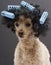 Blue Curlers and Big Hair On Poodle