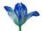 Blue cyan tulip flower isolated on a white background with clipping path. Close-up.