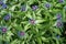 Blue Cyanus montanus flowers in the garden, background.