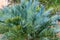 A blue cycad of species Encephalartos princeps, native to South Africa - Florida, USA
