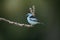 Blue dacnis, Dacnis cayana