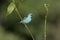 Blue dacnis, Dacnis cayana